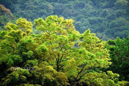 Sơn Trà đẹp miên man thời khắc giao mùa ảnh 10