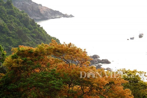 Sơn Trà đẹp miên man thời khắc giao mùa ảnh 4