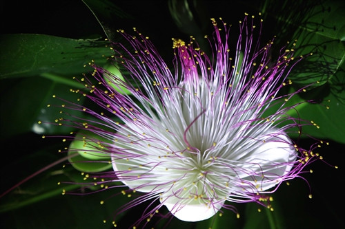 Hoa bàng vuông nở trên đảo Trường Sa. Ảnh: - TTXVN Hoa bàng vuông nở trên đảo Trường Sa. Ảnh: - TTXVN