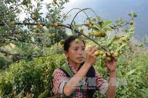 Người dân xã Xà Hồ huyện Trạm Tấu thu hoạch quả sơn tra. Ảnh: Đức Tưởng - TTXVN
