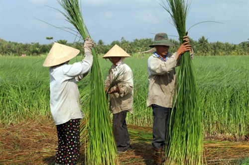 Vươn lên làm giàu bằng nghề đan lát thủ công ảnh 3