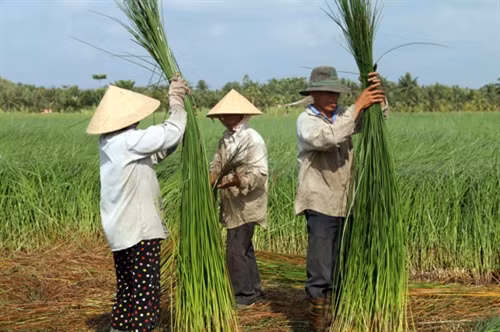Vươn lên làm giàu bằng nghề đan lát thủ công ảnh 3