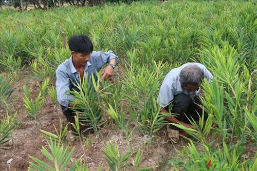Chăm sóc gừng trồng trên đất lúa 1 vụ trước đây ở xã Phú Thạnh. Ảnh: Minh Trí - TTXVN Chăm sóc gừng trồng trên đất lúa 1 vụ trước đây ở xã Phú Thạnh. Ảnh: Minh Trí - TTXVN