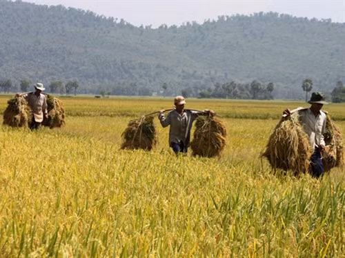 Lúa Nàng Nhen thơm Bảy Núi ảnh 1