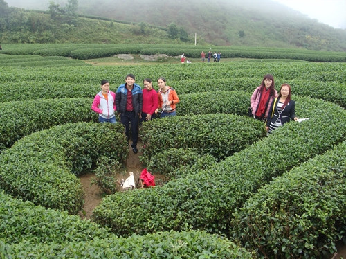 Khách du lịch chụp ảnh tại vườn chè hình trái tim trên cao nguyên Mộc Châu. Ảnh: Anh Vũ