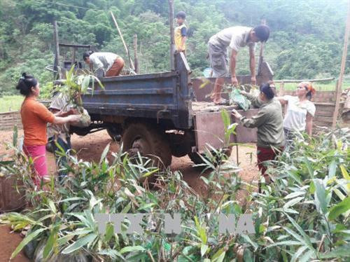 Cán bộ Lâm nghiệp đang cùng người dân vận chuyển giống cây Ba Kích và Sa nhân tím đem đi trồng tại khu vực rừng Pù Hu. Ảnh: Nguyễn Nam-TTXVN Cán bộ Lâm nghiệp đang cùng người dân vận chuyển giống cây Ba Kích và Sa nhân tím đem đi trồng tại khu vực rừng Pù Hu. Ảnh: Nguyễn Nam-TTXVN