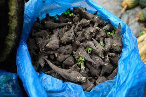 Ấu tẩu được dùng ngâm rượu dễ gây ngộ độc. Ảnh: baogiaothong.vn Ấu tẩu được dùng ngâm rượu dễ gây ngộ độc. Ảnh: baogiaothong.vn