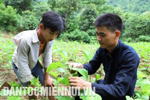 Nhiều thanh niên trong xã đã theo học anh Nông Văn Hoàn nghề trồng dâu, nuôi tằm. Ảnh: An Thành Đạt