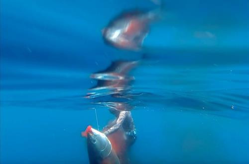 Ryder Devoe, 19 tuổi, bơi cùng chú cá ngừ ở ngoài khơi San Diego, California, Mỹ Ryder Devoe, 19 tuổi, bơi cùng chú cá ngừ ở ngoài khơi San Diego, California, Mỹ