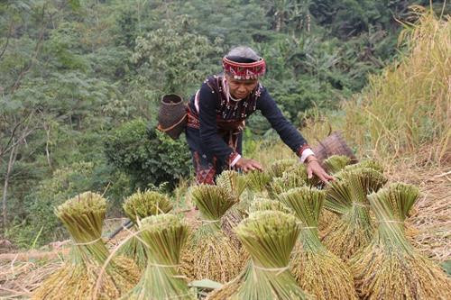 Bà chủ nương đi đón hồn lúa mẹ