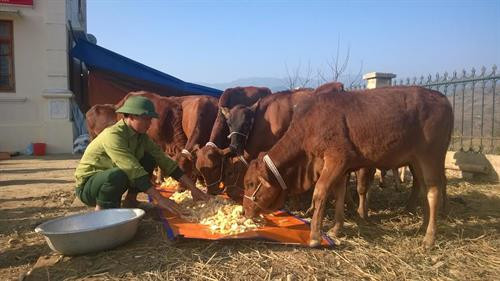 Cán bộ, chiến sỹ Đồn Biên phòng Huổi Luông chăm sóc đàn bò. Ảnh: Nguồn baolaichau.vn Cán bộ, chiến sỹ Đồn Biên phòng Huổi Luông chăm sóc đàn bò. Ảnh: Nguồn baolaichau.vn