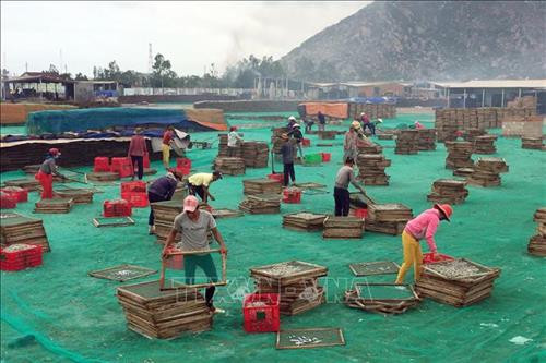 Chế biến cá cơm hấp tại xã Cà Ná, huyện Thuận Nam. Ảnh: Công Thử - TTXVN