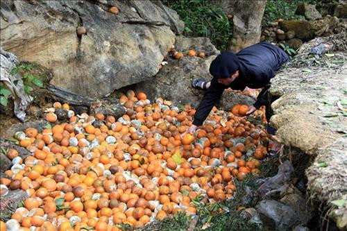 Cam sành cuối vụ ở xã Phù Lưu, huyện Hàm Yên bị rụng đồng loạt. Ảnh: Quang Cường – TTXVN Cam sành cuối vụ ở xã Phù Lưu, huyện Hàm Yên bị rụng đồng loạt. Ảnh: Quang Cường – TTXVN