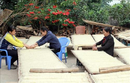 Mỳ sau khi phơi khô được bó thành bó nhỏ. Ảnh: Đồng Thúy-TTXVN Mỳ sau khi phơi khô được bó thành bó nhỏ. Ảnh: Đồng Thúy-TTXVN