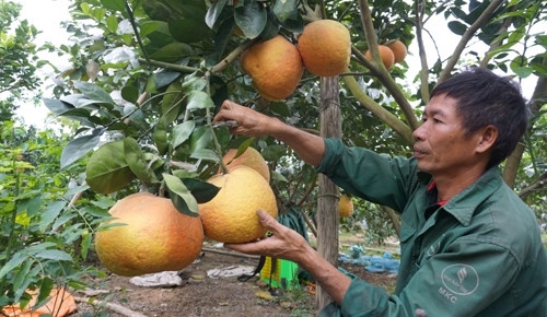 Bưởi đỏ tiến vua nức tiếng xứ Thanh ảnh 4 Bưởi đỏ tiến vua nức tiếng xứ Thanh ảnh 4