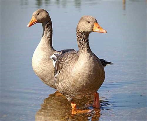 "Trứ danh" vịt bầu Quỳ đẻ ra vàng ảnh 3