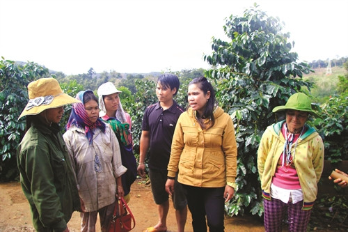 Cán bộ xã Măng Cànhtrao đổi kinh nghiệmphát triển cây cà phê xứ lạnhvới bà con làng Kon Chênh.