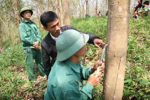 Lãnh đạo Nông trường Cao su Phong Thổ hướng dẫn công nhân khai thác mủ cao su. Nguồn ảnh: baolaichau.vn Lãnh đạo Nông trường Cao su Phong Thổ hướng dẫn công nhân khai thác mủ cao su. Nguồn ảnh: baolaichau.vn