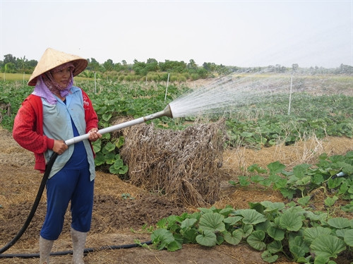 Chị Nguyễn Thị Hương đang lấy nước nhiễm mặn tưới ruộng bầu tại huyện Gò Công Đông, tỉnh Tiền Giang. Chị Nguyễn Thị Hương đang lấy nước nhiễm mặn tưới ruộng bầu tại huyện Gò Công Đông, tỉnh Tiền Giang.
