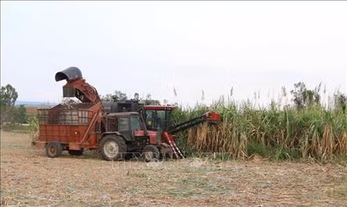 Thu hoạch mía toàn bộ bằng cơ giới hóa trên cánh đồng mía mẫu lớn của bà con người Bahnar làng Bờ, xã Kông Lơng Khơng, huyện Kbang, tỉnh Gia Lai. Ảnh: Hồng Điệp/TTXVN
