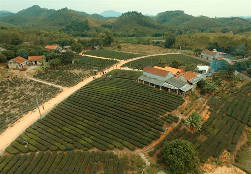 Khu vực trồng chè tại Bản Ven. Khu vực trồng chè tại Bản Ven.