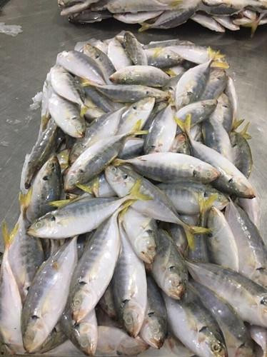 Khám phá về loài cá ngân có nhiều ở vịnh Bắc Bộ ảnh 7