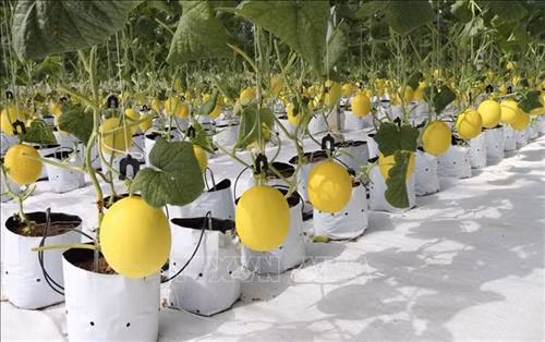 Giống dưa Kiro của Nhật Bản được trồng tại nhà màng của anh Bôn. Ảnh: Nguyễn Thành – TTXVN