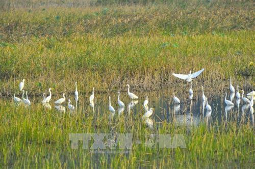 Cò, vạc và các loại chim nước về sống và kiếm ăn ở hệ sinh thái ngập nước Vân Long (Ninh Bình) vào mùa khô. Ảnh: Minh Đức - TTXVN Cò, vạc và các loại chim nước về sống và kiếm ăn ở hệ sinh thái ngập nước Vân Long (Ninh Bình) vào mùa khô. Ảnh: Minh Đức - TTXVN