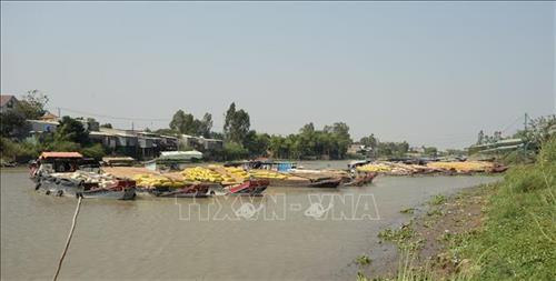 Các thuyền chở lúa về nhà máy chế biến lương thực ở huyện Tân Hồng (Đồng Tháp). Ảnh : Nguyễn Văn Trí - TTXVN Các thuyền chở lúa về nhà máy chế biến lương thực ở huyện Tân Hồng (Đồng Tháp). Ảnh : Nguyễn Văn Trí - TTXVN