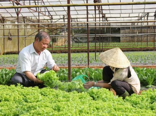 Mục tiêu 1.500 hợp tác xã ứng dụng công nghệ cao trong sản xuất nông nghiệp. Ảnh: TTXVN Mục tiêu 1.500 hợp tác xã ứng dụng công nghệ cao trong sản xuất nông nghiệp. Ảnh: TTXVN