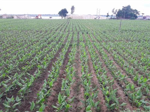 Chuyên canh cây nghệ đã giúp người dân Khoái Châu (Hưng Yên) có thêm thu nhập. Ảnh: nguồn dangcongsan.vn Chuyên canh cây nghệ đã giúp người dân Khoái Châu (Hưng Yên) có thêm thu nhập. Ảnh: nguồn dangcongsan.vn