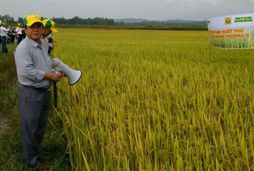 Lúa Nàng Thương 9 chống chịu tốt với khí hậu, ít sâu bệnh và cho năng suất cao. Ảnh: nongnghiep.vn Lúa Nàng Thương 9 chống chịu tốt với khí hậu, ít sâu bệnh và cho năng suất cao. Ảnh: nongnghiep.vn