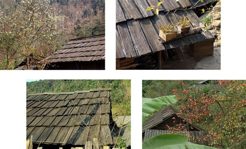 Hoa lê rừng, hoa lan, hoa đào và những cành hồng chín trên mái nhà sa mu Hoa lê rừng, hoa lan, hoa đào và những cành hồng chín trên mái nhà sa mu