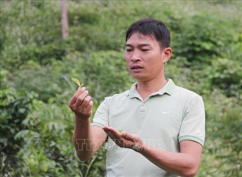 Anh Nguyễn Mạnh Thắng kiểm tra chất lượng búp chè. Ảnh: Quang Cường – TTXVN Anh Nguyễn Mạnh Thắng kiểm tra chất lượng búp chè. Ảnh: Quang Cường – TTXVN
