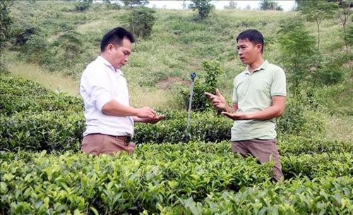 Anh Nguyễn Mạnh Thắng (phải) chia sẻ kinh nghiệm phòng, chống sâu bệnh trên cây chè trong sản xuất chè hữu cơ. Ảnh: Quang Cường – TTXVN Anh Nguyễn Mạnh Thắng (phải) chia sẻ kinh nghiệm phòng, chống sâu bệnh trên cây chè trong sản xuất chè hữu cơ. Ảnh: Quang Cường – TTXVN