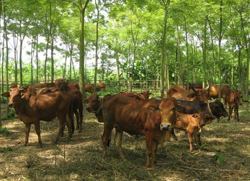 Thực hiện việc chống nóng cho bò thịt. Ảnh: khuyennongvn.gov.vn Thực hiện việc chống nóng cho bò thịt. Ảnh: khuyennongvn.gov.vn