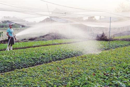 Chăm sóc rau an toàn tại Hợp tác xã Ngã Ba Giồng, xã nông thôn mới Xuân Thới Thượng, huyện Hóc Môn. Ảnh: TTXVN Chăm sóc rau an toàn tại Hợp tác xã Ngã Ba Giồng, xã nông thôn mới Xuân Thới Thượng, huyện Hóc Môn. Ảnh: TTXVN