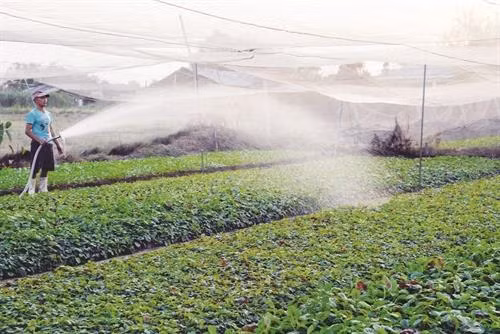 Chăm sóc rau an toàn tại Hợp tác xã Ngã Ba Giồng, xã nông thôn mới Xuân Thới Thượng, huyện Hóc Môn. Ảnh: TTXVN