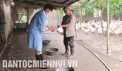 Tiêm vắc-xin đầy đủ để phòng trừ bệnh cho đàn vịt. Ảnh: Hải Yến Tiêm vắc-xin đầy đủ để phòng trừ bệnh cho đàn vịt. Ảnh: Hải Yến