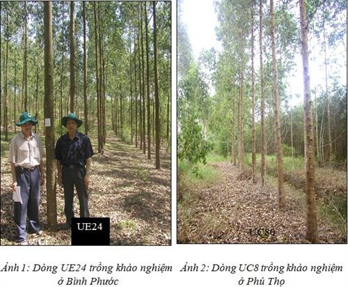 Kỹ thuật trồng Bạch đàn nâu ảnh 1 Kỹ thuật trồng Bạch đàn nâu ảnh 1