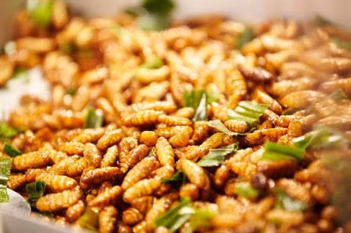 Tò mò nếm thử… ong vò vẽ cực 'độc' ở miền Tây ảnh 4