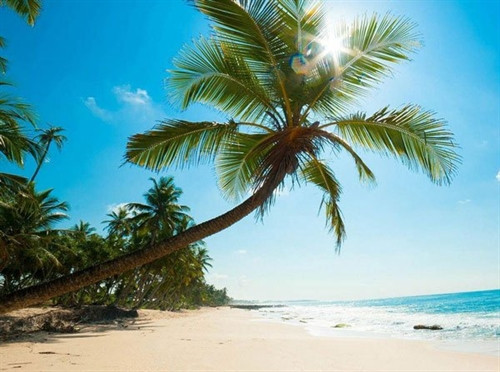 Cây dừa được dân phượt check in nhiều nhất trên Hòn Sơn. Ảnh: Linh Thùy