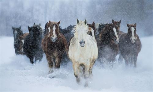 Vịt đuôi dài lặn xuống nước tìm mồi, chỉ còn phần đuôi nhô lên trên trong một buổi sáng mùa thu ở Toronto, Canada. Vịt đuôi dài thường kiếm được đủ thức ăn ở gần mặt nước, nhưng chúng cũng có thể lặn sâu đến 60 m. Bò sừng dài Texas trong buổi hoàng hôn ở Gainesville, Mỹ. Bò sừng dài là hậu duệ của những con bò đầu tiên mà người Tây Ban Nha mang đến châu Mỹ. Cảnh tượng ngoạn mục khi mặt trời lặn trên bãi biển Newport, California, được thiết bị bay không người lái chụp từ trên cao. Thái Bình Dương chi phối khí hậu ôn hòa ở khu vực này với mùa hè mát và mùa đông ấm hơn. Khỉ Nhật Bản, còn gọi là khỉ tuyết, chải lông cho nhau ở một suối nước nóng tự nhiên tại Jigokudani. Hành động này nhằm loại bỏ các loài bọ và da chết, đồng thời tăng cường mối liên kết xã hội. Chải lông ở suối nước nóng còn giúp chúng giữ ấm trong mùa đông. Cảnh hoàng hôn trên thác Grand Falls ở bang Arizona, Mỹ. "Cảnh tượng này cho thấy tác động của mưa mùa hè trên sa mạc. Những dòng chảy đục ngầu khiến thác nước này còn được mệnh danh là thác Chocolate", nhiếp ảnh gia Bernhard Michaelis giải thích. Màn sương dày bao phủ quanh tòa nhà Gate Towers tại Abu Dhabi, Các tiểu vương quốc Arab thống nhất (UAE) trong một buổi sáng mùa đông. Thợ lặn khám phá một hố sụt tự nhiên ở Cancun, bán đảo Yucatan, Mexico. Bán đảo Yucatan với hàng nghìn hố sụt tự nhiên là điểm đến yêu thích của những thợ lặn ưa thám hiểm. Cú xám lớn cất cánh từ một cành cây ở Cochrane, Alberta, Canada. "Tôi chụp ảnh lúc con chim xinh đẹp này đang đậu. Tôi không nghĩ nó sẽ bay thẳng về phía mình như thế. Đó là một khoảnh khắc tuyệt vời", nhiếp ảnh gia Victor Atelevich chia sẻ. Núi lửa Volcán de Fuego tại Guatemala phun trào. Ngọn núi cao hơn 3.600 m so với mực nước biển và vẫn hoạt động suốt hàng trăm năm nay. Đàn ngựa chạy xuyên qua làn tuyết trắng ở Hokkaido, Nhật Bản. Có thể ngựa không phải là loài vật điển hình gắn với Nhật Bản, nhưng chúng đã tồn tại ở quốc gia này khoảng 2.000 năm. Nhật Bản cũng sở hữu tổng cộng 8 giống ngựa thuần chủng. Vịt đuôi dài lặn xuống nước tìm mồi, chỉ còn phần đuôi nhô lên trên trong một buổi sáng mùa thu ở Toronto, Canada. Vịt đuôi dài thường kiếm được đủ thức ăn ở gần mặt nước, nhưng chúng cũng có thể lặn sâu đến 60 m. Bò sừng dài Texas trong buổi hoàng hôn ở Gainesville, Mỹ. Bò sừng dài là hậu duệ của những con bò đầu tiên mà người Tây Ban Nha mang đến châu Mỹ. Cảnh tượng ngoạn mục khi mặt trời lặn trên bãi biển Newport, California, được thiết bị bay không người lái chụp từ trên cao. Thái Bình Dương chi phối khí hậu ôn hòa ở khu vực này với mùa hè mát và mùa đông ấm hơn. Khỉ Nhật Bản, còn gọi là khỉ tuyết, chải lông cho nhau ở một suối nước nóng tự nhiên tại Jigokudani. Hành động này nhằm loại bỏ các loài bọ và da chết, đồng thời tăng cường mối liên kết xã hội. Chải lông ở suối nước nóng còn giúp chúng giữ ấm trong mùa đông. Cảnh hoàng hôn trên thác Grand Falls ở bang Arizona, Mỹ. "Cảnh tượng này cho thấy tác động của mưa mùa hè trên sa mạc. Những dòng chảy đục ngầu khiến thác nước này còn được mệnh danh là thác Chocolate", nhiếp ảnh gia Bernhard Michaelis giải thích. Màn sương dày bao phủ quanh tòa nhà Gate Towers tại Abu Dhabi, Các tiểu vương quốc Arab thống nhất (UAE) trong một buổi sáng mùa đông. Thợ lặn khám phá một hố sụt tự nhiên ở Cancun, bán đảo Yucatan, Mexico. Bán đảo Yucatan với hàng nghìn hố sụt tự nhiên là điểm đến yêu thích của những thợ lặn ưa thám hiểm. Cú xám lớn cất cánh từ một cành cây ở Cochrane, Alberta, Canada. "Tôi chụp ảnh lúc con chim xinh đẹp này đang đậu. Tôi không nghĩ nó sẽ bay thẳng về phía mình như thế. Đó là một khoảnh khắc tuyệt vời", nhiếp ảnh gia Victor Atelevich chia sẻ. Núi lửa Volcán de Fuego tại Guatemala phun trào. Ngọn núi cao hơn 3.600 m so với mực nước biển và vẫn hoạt động suốt hàng trăm năm nay. Đàn ngựa chạy xuyên qua làn tuyết trắng ở Hokkaido, Nhật Bản. Có thể ngựa không phải là loài vật điển hình gắn với Nhật Bản, nhưng chúng đã tồn tại ở quốc gia này khoảng 2.000 năm. Nhật Bản cũng sở hữu tổng cộng 8 giống ngựa thuần chủng.