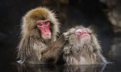 Vịt đuôi dài lặn xuống nước tìm mồi, chỉ còn phần đuôi nhô lên trên trong một buổi sáng mùa thu ở Toronto, Canada. Vịt đuôi dài thường kiếm được đủ thức ăn ở gần mặt nước, nhưng chúng cũng có thể lặn sâu đến 60 m. Bò sừng dài Texas trong buổi hoàng hôn ở Gainesville, Mỹ. Bò sừng dài là hậu duệ của những con bò đầu tiên mà người Tây Ban Nha mang đến châu Mỹ. Cảnh tượng ngoạn mục khi mặt trời lặn trên bãi biển Newport, California, được thiết bị bay không người lái chụp từ trên cao. Thái Bình Dương chi phối khí hậu ôn hòa ở khu vực này với mùa hè mát và mùa đông ấm hơn. Khỉ Nhật Bản, còn gọi là khỉ tuyết, chải lông cho nhau ở một suối nước nóng tự nhiên tại Jigokudani. Hành động này nhằm loại bỏ các loài bọ và da chết, đồng thời tăng cường mối liên kết xã hội. Chải lông ở suối nước nóng còn giúp chúng giữ ấm trong mùa đông. Cảnh hoàng hôn trên thác Grand Falls ở bang Arizona, Mỹ. "Cảnh tượng này cho thấy tác động của mưa mùa hè trên sa mạc. Những dòng chảy đục ngầu khiến thác nước này còn được mệnh danh là thác Chocolate", nhiếp ảnh gia Bernhard Michaelis giải thích. Màn sương dày bao phủ quanh tòa nhà Gate Towers tại Abu Dhabi, Các tiểu vương quốc Arab thống nhất (UAE) trong một buổi sáng mùa đông. Thợ lặn khám phá một hố sụt tự nhiên ở Cancun, bán đảo Yucatan, Mexico. Bán đảo Yucatan với hàng nghìn hố sụt tự nhiên là điểm đến yêu thích của những thợ lặn ưa thám hiểm. Cú xám lớn cất cánh từ một cành cây ở Cochrane, Alberta, Canada. "Tôi chụp ảnh lúc con chim xinh đẹp này đang đậu. Tôi không nghĩ nó sẽ bay thẳng về phía mình như thế. Đó là một khoảnh khắc tuyệt vời", nhiếp ảnh gia Victor Atelevich chia sẻ. Núi lửa Volcán de Fuego tại Guatemala phun trào. Ngọn núi cao hơn 3.600 m so với mực nước biển và vẫn hoạt động suốt hàng trăm năm nay. Đàn ngựa chạy xuyên qua làn tuyết trắng ở Hokkaido, Nhật Bản. Có thể ngựa không phải là loài vật điển hình gắn với Nhật Bản, nhưng chúng đã tồn tại ở quốc gia này khoảng 2.000 năm. Nhật Bản cũng sở hữu tổng cộng 8 giống ngựa thuần chủng. Vịt đuôi dài lặn xuống nước tìm mồi, chỉ còn phần đuôi nhô lên trên trong một buổi sáng mùa thu ở Toronto, Canada. Vịt đuôi dài thường kiếm được đủ thức ăn ở gần mặt nước, nhưng chúng cũng có thể lặn sâu đến 60 m. Bò sừng dài Texas trong buổi hoàng hôn ở Gainesville, Mỹ. Bò sừng dài là hậu duệ của những con bò đầu tiên mà người Tây Ban Nha mang đến châu Mỹ. Cảnh tượng ngoạn mục khi mặt trời lặn trên bãi biển Newport, California, được thiết bị bay không người lái chụp từ trên cao. Thái Bình Dương chi phối khí hậu ôn hòa ở khu vực này với mùa hè mát và mùa đông ấm hơn. Khỉ Nhật Bản, còn gọi là khỉ tuyết, chải lông cho nhau ở một suối nước nóng tự nhiên tại Jigokudani. Hành động này nhằm loại bỏ các loài bọ và da chết, đồng thời tăng cường mối liên kết xã hội. Chải lông ở suối nước nóng còn giúp chúng giữ ấm trong mùa đông. Cảnh hoàng hôn trên thác Grand Falls ở bang Arizona, Mỹ. "Cảnh tượng này cho thấy tác động của mưa mùa hè trên sa mạc. Những dòng chảy đục ngầu khiến thác nước này còn được mệnh danh là thác Chocolate", nhiếp ảnh gia Bernhard Michaelis giải thích. Màn sương dày bao phủ quanh tòa nhà Gate Towers tại Abu Dhabi, Các tiểu vương quốc Arab thống nhất (UAE) trong một buổi sáng mùa đông. Thợ lặn khám phá một hố sụt tự nhiên ở Cancun, bán đảo Yucatan, Mexico. Bán đảo Yucatan với hàng nghìn hố sụt tự nhiên là điểm đến yêu thích của những thợ lặn ưa thám hiểm. Cú xám lớn cất cánh từ một cành cây ở Cochrane, Alberta, Canada. "Tôi chụp ảnh lúc con chim xinh đẹp này đang đậu. Tôi không nghĩ nó sẽ bay thẳng về phía mình như thế. Đó là một khoảnh khắc tuyệt vời", nhiếp ảnh gia Victor Atelevich chia sẻ. Núi lửa Volcán de Fuego tại Guatemala phun trào. Ngọn núi cao hơn 3.600 m so với mực nước biển và vẫn hoạt động suốt hàng trăm năm nay. Đàn ngựa chạy xuyên qua làn tuyết trắng ở Hokkaido, Nhật Bản. Có thể ngựa không phải là loài vật điển hình gắn với Nhật Bản, nhưng chúng đã tồn tại ở quốc gia này khoảng 2.000 năm. Nhật Bản cũng sở hữu tổng cộng 8 giống ngựa thuần chủng.