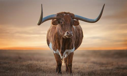 Vịt đuôi dài lặn xuống nước tìm mồi, chỉ còn phần đuôi nhô lên trên trong một buổi sáng mùa thu ở Toronto, Canada. Vịt đuôi dài thường kiếm được đủ thức ăn ở gần mặt nước, nhưng chúng cũng có thể lặn sâu đến 60 m. Bò sừng dài Texas trong buổi hoàng hôn ở Gainesville, Mỹ. Bò sừng dài là hậu duệ của những con bò đầu tiên mà người Tây Ban Nha mang đến châu Mỹ. Cảnh tượng ngoạn mục khi mặt trời lặn trên bãi biển Newport, California, được thiết bị bay không người lái chụp từ trên cao. Thái Bình Dương chi phối khí hậu ôn hòa ở khu vực này với mùa hè mát và mùa đông ấm hơn. Khỉ Nhật Bản, còn gọi là khỉ tuyết, chải lông cho nhau ở một suối nước nóng tự nhiên tại Jigokudani. Hành động này nhằm loại bỏ các loài bọ và da chết, đồng thời tăng cường mối liên kết xã hội. Chải lông ở suối nước nóng còn giúp chúng giữ ấm trong mùa đông. Cảnh hoàng hôn trên thác Grand Falls ở bang Arizona, Mỹ. "Cảnh tượng này cho thấy tác động của mưa mùa hè trên sa mạc. Những dòng chảy đục ngầu khiến thác nước này còn được mệnh danh là thác Chocolate", nhiếp ảnh gia Bernhard Michaelis giải thích. Màn sương dày bao phủ quanh tòa nhà Gate Towers tại Abu Dhabi, Các tiểu vương quốc Arab thống nhất (UAE) trong một buổi sáng mùa đông. Thợ lặn khám phá một hố sụt tự nhiên ở Cancun, bán đảo Yucatan, Mexico. Bán đảo Yucatan với hàng nghìn hố sụt tự nhiên là điểm đến yêu thích của những thợ lặn ưa thám hiểm. Cú xám lớn cất cánh từ một cành cây ở Cochrane, Alberta, Canada. "Tôi chụp ảnh lúc con chim xinh đẹp này đang đậu. Tôi không nghĩ nó sẽ bay thẳng về phía mình như thế. Đó là một khoảnh khắc tuyệt vời", nhiếp ảnh gia Victor Atelevich chia sẻ. Núi lửa Volcán de Fuego tại Guatemala phun trào. Ngọn núi cao hơn 3.600 m so với mực nước biển và vẫn hoạt động suốt hàng trăm năm nay. Đàn ngựa chạy xuyên qua làn tuyết trắng ở Hokkaido, Nhật Bản. Có thể ngựa không phải là loài vật điển hình gắn với Nhật Bản, nhưng chúng đã tồn tại ở quốc gia này khoảng 2.000 năm. Nhật Bản cũng sở hữu tổng cộng 8 giống ngựa thuần chủng. Vịt đuôi dài lặn xuống nước tìm mồi, chỉ còn phần đuôi nhô lên trên trong một buổi sáng mùa thu ở Toronto, Canada. Vịt đuôi dài thường kiếm được đủ thức ăn ở gần mặt nước, nhưng chúng cũng có thể lặn sâu đến 60 m. Bò sừng dài Texas trong buổi hoàng hôn ở Gainesville, Mỹ. Bò sừng dài là hậu duệ của những con bò đầu tiên mà người Tây Ban Nha mang đến châu Mỹ. Cảnh tượng ngoạn mục khi mặt trời lặn trên bãi biển Newport, California, được thiết bị bay không người lái chụp từ trên cao. Thái Bình Dương chi phối khí hậu ôn hòa ở khu vực này với mùa hè mát và mùa đông ấm hơn. Khỉ Nhật Bản, còn gọi là khỉ tuyết, chải lông cho nhau ở một suối nước nóng tự nhiên tại Jigokudani. Hành động này nhằm loại bỏ các loài bọ và da chết, đồng thời tăng cường mối liên kết xã hội. Chải lông ở suối nước nóng còn giúp chúng giữ ấm trong mùa đông. Cảnh hoàng hôn trên thác Grand Falls ở bang Arizona, Mỹ. "Cảnh tượng này cho thấy tác động của mưa mùa hè trên sa mạc. Những dòng chảy đục ngầu khiến thác nước này còn được mệnh danh là thác Chocolate", nhiếp ảnh gia Bernhard Michaelis giải thích. Màn sương dày bao phủ quanh tòa nhà Gate Towers tại Abu Dhabi, Các tiểu vương quốc Arab thống nhất (UAE) trong một buổi sáng mùa đông. Thợ lặn khám phá một hố sụt tự nhiên ở Cancun, bán đảo Yucatan, Mexico. Bán đảo Yucatan với hàng nghìn hố sụt tự nhiên là điểm đến yêu thích của những thợ lặn ưa thám hiểm. Cú xám lớn cất cánh từ một cành cây ở Cochrane, Alberta, Canada. "Tôi chụp ảnh lúc con chim xinh đẹp này đang đậu. Tôi không nghĩ nó sẽ bay thẳng về phía mình như thế. Đó là một khoảnh khắc tuyệt vời", nhiếp ảnh gia Victor Atelevich chia sẻ. Núi lửa Volcán de Fuego tại Guatemala phun trào. Ngọn núi cao hơn 3.600 m so với mực nước biển và vẫn hoạt động suốt hàng trăm năm nay. Đàn ngựa chạy xuyên qua làn tuyết trắng ở Hokkaido, Nhật Bản. Có thể ngựa không phải là loài vật điển hình gắn với Nhật Bản, nhưng chúng đã tồn tại ở quốc gia này khoảng 2.000 năm. Nhật Bản cũng sở hữu tổng cộng 8 giống ngựa thuần chủng.