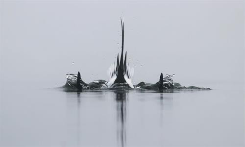 Vịt đuôi dài lặn xuống nước tìm mồi, chỉ còn phần đuôi nhô lên trên trong một buổi sáng mùa thu ở Toronto, Canada. Vịt đuôi dài thường kiếm được đủ thức ăn ở gần mặt nước, nhưng chúng cũng có thể lặn sâu đến 60 m. Bò sừng dài Texas trong buổi hoàng hôn ở Gainesville, Mỹ. Bò sừng dài là hậu duệ của những con bò đầu tiên mà người Tây Ban Nha mang đến châu Mỹ. Cảnh tượng ngoạn mục khi mặt trời lặn trên bãi biển Newport, California, được thiết bị bay không người lái chụp từ trên cao. Thái Bình Dương chi phối khí hậu ôn hòa ở khu vực này với mùa hè mát và mùa đông ấm hơn. Khỉ Nhật Bản, còn gọi là khỉ tuyết, chải lông cho nhau ở một suối nước nóng tự nhiên tại Jigokudani. Hành động này nhằm loại bỏ các loài bọ và da chết, đồng thời tăng cường mối liên kết xã hội. Chải lông ở suối nước nóng còn giúp chúng giữ ấm trong mùa đông. Cảnh hoàng hôn trên thác Grand Falls ở bang Arizona, Mỹ. "Cảnh tượng này cho thấy tác động của mưa mùa hè trên sa mạc. Những dòng chảy đục ngầu khiến thác nước này còn được mệnh danh là thác Chocolate", nhiếp ảnh gia Bernhard Michaelis giải thích. Màn sương dày bao phủ quanh tòa nhà Gate Towers tại Abu Dhabi, Các tiểu vương quốc Arab thống nhất (UAE) trong một buổi sáng mùa đông. Thợ lặn khám phá một hố sụt tự nhiên ở Cancun, bán đảo Yucatan, Mexico. Bán đảo Yucatan với hàng nghìn hố sụt tự nhiên là điểm đến yêu thích của những thợ lặn ưa thám hiểm. Cú xám lớn cất cánh từ một cành cây ở Cochrane, Alberta, Canada. "Tôi chụp ảnh lúc con chim xinh đẹp này đang đậu. Tôi không nghĩ nó sẽ bay thẳng về phía mình như thế. Đó là một khoảnh khắc tuyệt vời", nhiếp ảnh gia Victor Atelevich chia sẻ. Núi lửa Volcán de Fuego tại Guatemala phun trào. Ngọn núi cao hơn 3.600 m so với mực nước biển và vẫn hoạt động suốt hàng trăm năm nay. Đàn ngựa chạy xuyên qua làn tuyết trắng ở Hokkaido, Nhật Bản. Có thể ngựa không phải là loài vật điển hình gắn với Nhật Bản, nhưng chúng đã tồn tại ở quốc gia này khoảng 2.000 năm. Nhật Bản cũng sở hữu tổng cộng 8 giống ngựa thuần chủng. Vịt đuôi dài lặn xuống nước tìm mồi, chỉ còn phần đuôi nhô lên trên trong một buổi sáng mùa thu ở Toronto, Canada. Vịt đuôi dài thường kiếm được đủ thức ăn ở gần mặt nước, nhưng chúng cũng có thể lặn sâu đến 60 m. Bò sừng dài Texas trong buổi hoàng hôn ở Gainesville, Mỹ. Bò sừng dài là hậu duệ của những con bò đầu tiên mà người Tây Ban Nha mang đến châu Mỹ. Cảnh tượng ngoạn mục khi mặt trời lặn trên bãi biển Newport, California, được thiết bị bay không người lái chụp từ trên cao. Thái Bình Dương chi phối khí hậu ôn hòa ở khu vực này với mùa hè mát và mùa đông ấm hơn. Khỉ Nhật Bản, còn gọi là khỉ tuyết, chải lông cho nhau ở một suối nước nóng tự nhiên tại Jigokudani. Hành động này nhằm loại bỏ các loài bọ và da chết, đồng thời tăng cường mối liên kết xã hội. Chải lông ở suối nước nóng còn giúp chúng giữ ấm trong mùa đông. Cảnh hoàng hôn trên thác Grand Falls ở bang Arizona, Mỹ. "Cảnh tượng này cho thấy tác động của mưa mùa hè trên sa mạc. Những dòng chảy đục ngầu khiến thác nước này còn được mệnh danh là thác Chocolate", nhiếp ảnh gia Bernhard Michaelis giải thích. Màn sương dày bao phủ quanh tòa nhà Gate Towers tại Abu Dhabi, Các tiểu vương quốc Arab thống nhất (UAE) trong một buổi sáng mùa đông. Thợ lặn khám phá một hố sụt tự nhiên ở Cancun, bán đảo Yucatan, Mexico. Bán đảo Yucatan với hàng nghìn hố sụt tự nhiên là điểm đến yêu thích của những thợ lặn ưa thám hiểm. Cú xám lớn cất cánh từ một cành cây ở Cochrane, Alberta, Canada. "Tôi chụp ảnh lúc con chim xinh đẹp này đang đậu. Tôi không nghĩ nó sẽ bay thẳng về phía mình như thế. Đó là một khoảnh khắc tuyệt vời", nhiếp ảnh gia Victor Atelevich chia sẻ. Núi lửa Volcán de Fuego tại Guatemala phun trào. Ngọn núi cao hơn 3.600 m so với mực nước biển và vẫn hoạt động suốt hàng trăm năm nay. Đàn ngựa chạy xuyên qua làn tuyết trắng ở Hokkaido, Nhật Bản. Có thể ngựa không phải là loài vật điển hình gắn với Nhật Bản, nhưng chúng đã tồn tại ở quốc gia này khoảng 2.000 năm. Nhật Bản cũng sở hữu tổng cộng 8 giống ngựa thuần chủng.