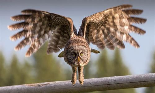 Vịt đuôi dài lặn xuống nước tìm mồi, chỉ còn phần đuôi nhô lên trên trong một buổi sáng mùa thu ở Toronto, Canada. Vịt đuôi dài thường kiếm được đủ thức ăn ở gần mặt nước, nhưng chúng cũng có thể lặn sâu đến 60 m. Bò sừng dài Texas trong buổi hoàng hôn ở Gainesville, Mỹ. Bò sừng dài là hậu duệ của những con bò đầu tiên mà người Tây Ban Nha mang đến châu Mỹ. Cảnh tượng ngoạn mục khi mặt trời lặn trên bãi biển Newport, California, được thiết bị bay không người lái chụp từ trên cao. Thái Bình Dương chi phối khí hậu ôn hòa ở khu vực này với mùa hè mát và mùa đông ấm hơn. Khỉ Nhật Bản, còn gọi là khỉ tuyết, chải lông cho nhau ở một suối nước nóng tự nhiên tại Jigokudani. Hành động này nhằm loại bỏ các loài bọ và da chết, đồng thời tăng cường mối liên kết xã hội. Chải lông ở suối nước nóng còn giúp chúng giữ ấm trong mùa đông. Cảnh hoàng hôn trên thác Grand Falls ở bang Arizona, Mỹ. "Cảnh tượng này cho thấy tác động của mưa mùa hè trên sa mạc. Những dòng chảy đục ngầu khiến thác nước này còn được mệnh danh là thác Chocolate", nhiếp ảnh gia Bernhard Michaelis giải thích. Màn sương dày bao phủ quanh tòa nhà Gate Towers tại Abu Dhabi, Các tiểu vương quốc Arab thống nhất (UAE) trong một buổi sáng mùa đông. Thợ lặn khám phá một hố sụt tự nhiên ở Cancun, bán đảo Yucatan, Mexico. Bán đảo Yucatan với hàng nghìn hố sụt tự nhiên là điểm đến yêu thích của những thợ lặn ưa thám hiểm. Cú xám lớn cất cánh từ một cành cây ở Cochrane, Alberta, Canada. "Tôi chụp ảnh lúc con chim xinh đẹp này đang đậu. Tôi không nghĩ nó sẽ bay thẳng về phía mình như thế. Đó là một khoảnh khắc tuyệt vời", nhiếp ảnh gia Victor Atelevich chia sẻ. Núi lửa Volcán de Fuego tại Guatemala phun trào. Ngọn núi cao hơn 3.600 m so với mực nước biển và vẫn hoạt động suốt hàng trăm năm nay. Đàn ngựa chạy xuyên qua làn tuyết trắng ở Hokkaido, Nhật Bản. Có thể ngựa không phải là loài vật điển hình gắn với Nhật Bản, nhưng chúng đã tồn tại ở quốc gia này khoảng 2.000 năm. Nhật Bản cũng sở hữu tổng cộng 8 giống ngựa thuần chủng. Vịt đuôi dài lặn xuống nước tìm mồi, chỉ còn phần đuôi nhô lên trên trong một buổi sáng mùa thu ở Toronto, Canada. Vịt đuôi dài thường kiếm được đủ thức ăn ở gần mặt nước, nhưng chúng cũng có thể lặn sâu đến 60 m. Bò sừng dài Texas trong buổi hoàng hôn ở Gainesville, Mỹ. Bò sừng dài là hậu duệ của những con bò đầu tiên mà người Tây Ban Nha mang đến châu Mỹ. Cảnh tượng ngoạn mục khi mặt trời lặn trên bãi biển Newport, California, được thiết bị bay không người lái chụp từ trên cao. Thái Bình Dương chi phối khí hậu ôn hòa ở khu vực này với mùa hè mát và mùa đông ấm hơn. Khỉ Nhật Bản, còn gọi là khỉ tuyết, chải lông cho nhau ở một suối nước nóng tự nhiên tại Jigokudani. Hành động này nhằm loại bỏ các loài bọ và da chết, đồng thời tăng cường mối liên kết xã hội. Chải lông ở suối nước nóng còn giúp chúng giữ ấm trong mùa đông. Cảnh hoàng hôn trên thác Grand Falls ở bang Arizona, Mỹ. "Cảnh tượng này cho thấy tác động của mưa mùa hè trên sa mạc. Những dòng chảy đục ngầu khiến thác nước này còn được mệnh danh là thác Chocolate", nhiếp ảnh gia Bernhard Michaelis giải thích. Màn sương dày bao phủ quanh tòa nhà Gate Towers tại Abu Dhabi, Các tiểu vương quốc Arab thống nhất (UAE) trong một buổi sáng mùa đông. Thợ lặn khám phá một hố sụt tự nhiên ở Cancun, bán đảo Yucatan, Mexico. Bán đảo Yucatan với hàng nghìn hố sụt tự nhiên là điểm đến yêu thích của những thợ lặn ưa thám hiểm. Cú xám lớn cất cánh từ một cành cây ở Cochrane, Alberta, Canada. "Tôi chụp ảnh lúc con chim xinh đẹp này đang đậu. Tôi không nghĩ nó sẽ bay thẳng về phía mình như thế. Đó là một khoảnh khắc tuyệt vời", nhiếp ảnh gia Victor Atelevich chia sẻ. Núi lửa Volcán de Fuego tại Guatemala phun trào. Ngọn núi cao hơn 3.600 m so với mực nước biển và vẫn hoạt động suốt hàng trăm năm nay. Đàn ngựa chạy xuyên qua làn tuyết trắng ở Hokkaido, Nhật Bản. Có thể ngựa không phải là loài vật điển hình gắn với Nhật Bản, nhưng chúng đã tồn tại ở quốc gia này khoảng 2.000 năm. Nhật Bản cũng sở hữu tổng cộng 8 giống ngựa thuần chủng.