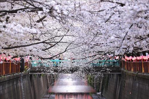 Hoa anh đào nở rộ trên sông Meguro, thủ đô Tokyo, Nhật Bản, ngày 3/4/2019. Ảnh: THX/ TTXVN Hoa anh đào nở rộ tại thủ đô Tokyo, Nhật Bản, ngày 27/3/2019. Ảnh: Kyodo/ TTXVN Người dân chiêm ngưỡng vẻ đẹp của hoa anh đào tại Tokyo, Nhật Bản, ngày 30/3/2019. Ảnh: Kyodo/ TTXVN Hoa anh đào nở rộ trên sông Meguro, thủ đô Tokyo, Nhật Bản, ngày 3/4/2019. Ảnh: THX/ TTXVN Hoa anh đào nở rộ tại thủ đô Tokyo, Nhật Bản, ngày 27/3/2019. Ảnh: Kyodo/ TTXVN Người dân chiêm ngưỡng vẻ đẹp của hoa anh đào tại Tokyo, Nhật Bản, ngày 30/3/2019. Ảnh: Kyodo/ TTXVN