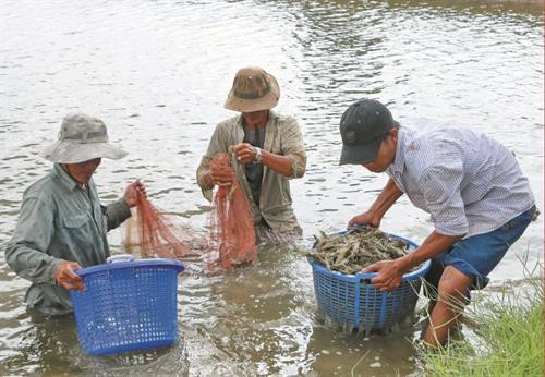 Năm nay, người dân Mỹ Xuyên lại bội thu vụ tôm nước lợ. Ảnh: baosoctrang.org.vn Năm nay, người dân Mỹ Xuyên lại bội thu vụ tôm nước lợ. Ảnh: baosoctrang.org.vn