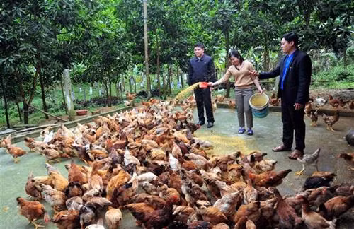 Đàn gà thương hiệu gà thả đồi ở xã Năng Khả của gia đình chị La Ánh Nguyệt tại thôn Nà Khá, xã Năng Khả (Na Hang, Tuyên Quang). Ảnh: Quang Đán - TTXVN